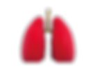 pulmon.png
